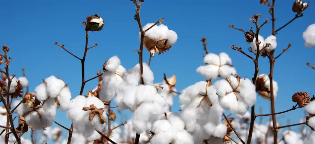 custom cotton t shirts - styledev - 3